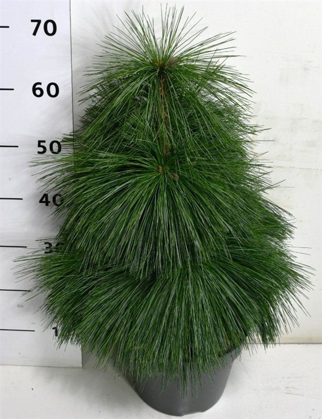 Pinus schwerinii 'Wiethorst' - C7.5 30-40 CM